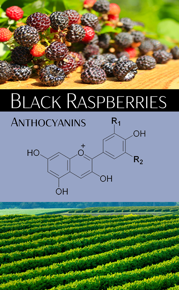 Black Raspberry antioxidant, anti inflammatory Supplement