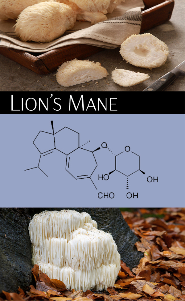 Lion's Mane Neuropathy & Cognitive Supplement